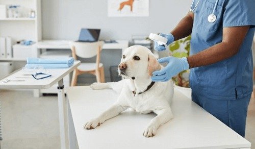 DIRECTORIO DE CLINICAS VETERINARIAS
